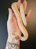 Ballpython, koningspython, python regius, Dieren en Toebehoren, Slang
