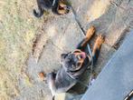 Twee rottweiler pups, Dieren en Toebehoren, 8 tot 15 weken, Meerdere, Meerdere dieren, Rottweiler