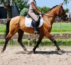 Lieve 7 jarige ruin, Dieren en Toebehoren, E pony (1.48m - 1.57m), Ruin, Niet van toepassing, 7 tot 10 jaar