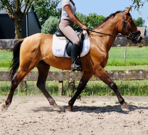 Lieve 7 jarige ruin, Dieren en Toebehoren, Pony's, Ruin, Niet van toepassing, E pony (1.48m - 1.57m), Recreatiepony, 7 tot 10 jaar