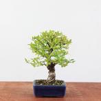 Bonsai Ulmus Corticosa 'Kurkiep', In pot, Bloeit niet, Halfschaduw, Minder dan 100 cm