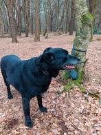 Hond: kruising mechelse herder / labrador - 7.5 jaar oud, Dieren en Toebehoren, 6 jaar of ouder, Reu, Parvo, Eén hond