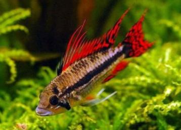 Nakweek Apistogramma cacatoides double red 3 cm!!! € 4,95!!! beschikbaar voor biedingen