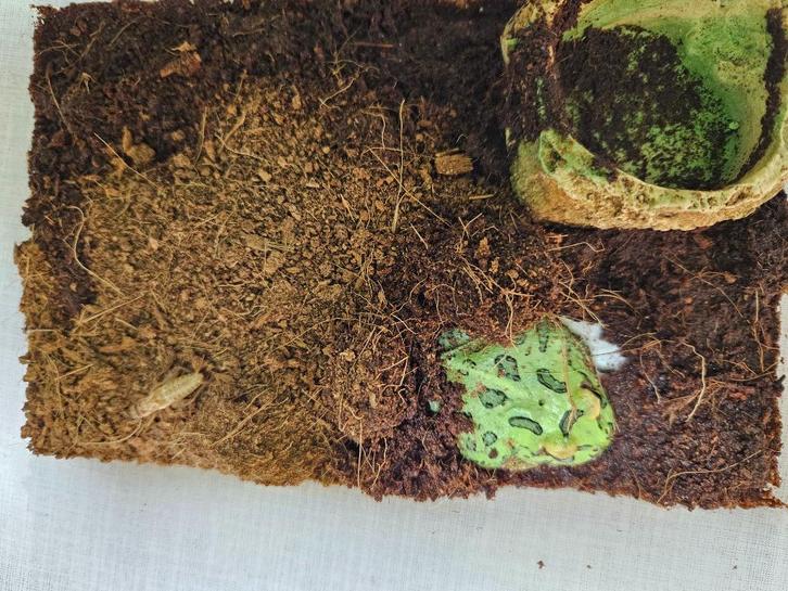 C.Cranwelli Hoornkikker