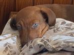 Te koop teef ..bruine jack russel pup bijna 9 weken, Dieren en Toebehoren, Honden | Jack Russells en Terriërs, Particulier, Teef