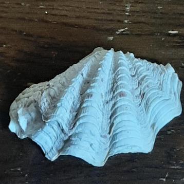 🐚Pareloester - Prachtige natuurlijke decoratie️️🏷️GRATIS beschikbaar voor biedingen