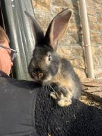 Duitse reus otter ram ( groot), Dieren en Toebehoren, Konijnen, Mannelijk, Groot