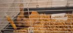 Konijn zoekt nieuw huisje, Dieren en Toebehoren, Ophalen, Zo goed als nieuw