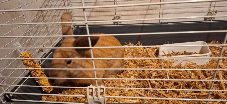 Konijn zoekt nieuw huisje, Dieren en Toebehoren, Knaagdieren en Konijnen | Toebehoren, Zo goed als nieuw, Ophalen