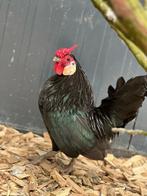 Napoleon zoekt een huisje! (Haan), Dieren en Toebehoren, Mannelijk, Kip