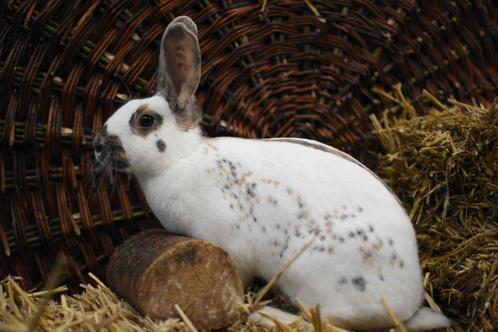 Middelmaat konijnen, Goed advies I Voedsters I Mogen buiten!, Dieren en Toebehoren, Konijnen, Middelgroot, Vrouwelijk, 0 tot 2 jaar