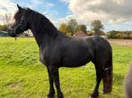 Friese merries, Dieren en Toebehoren, Paarden, Merrie, Gechipt, Niet van toepassing, Dressuurpaard