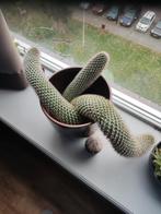 Leuke cactus, Ophalen, Minder dan 100 cm