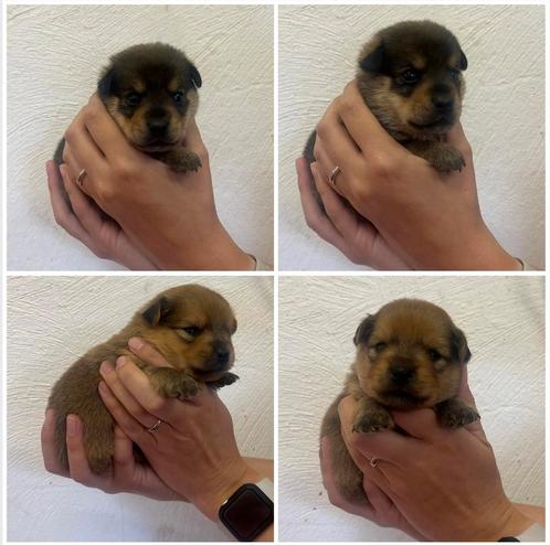 Jack russel x Pomeriaan pups. Nog 1 teef / 1 reu, Dieren en Toebehoren, Honden | Jack Russells en Terriërs, Meerdere dieren, Jack Russell Terriër