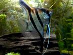 Maanvis Pterophyllum scalare manacupuru Red Back, Vis, Zoetwatervis, Schoolvis