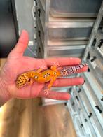 1.0 luipaardgekko, Dieren en Toebehoren, Reptielen en Amfibieën, Hagedis, 0 tot 2 jaar