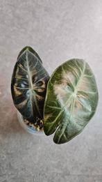 Alocasia Pink Dragon, Ophalen of Verzenden, Halfschaduw, Minder dan 100 cm