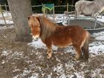 Shetlander, Ruin, A pony (tot 1.17m)