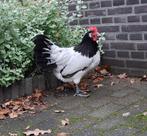Lakenvelder kippen, Dieren en Toebehoren, Pluimvee, Meerdere dieren, Kip