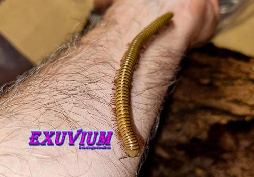 Analocostreptus gregorius (Spirostreptus) miljoenpoten, Dieren en Toebehoren, Insecten en Spinnen, Overige soorten