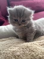 Britse korthaar kittens 100% britse, Meerdere dieren, Ontwormd