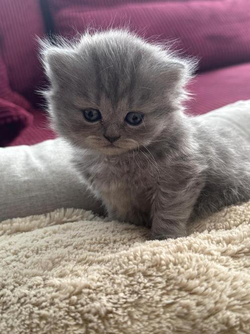 Britse korthaar kittens 100% britse, Dieren en Toebehoren, Katten en Kittens | Raskatten | Korthaar, Meerdere dieren, Ontwormd