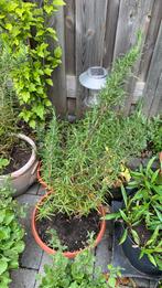 Rozemarijn met pot €7, Tuin en Terras, Planten | Tuinplanten, Ophalen, Zomer, Overige soorten