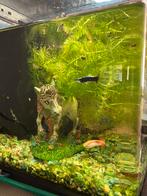 Leuk Aquarium 15 liter met vissen, garnalen, slakjes enz!, Ophalen of Verzenden, Gebruikt, Gevuld zoetwateraquarium
