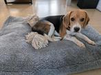 beagle pup, Dieren en Toebehoren, Beagle, 15 weken tot 1 jaar, Teef, Parvo