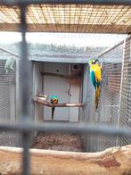 Koppel blauwe gele ara, Meerdere dieren, Papegaai