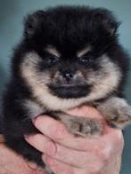 Pomeriaan/pomeranian pups, Keeshond, CDV (hondenziekte), 8 tot 15 weken, Meerdere