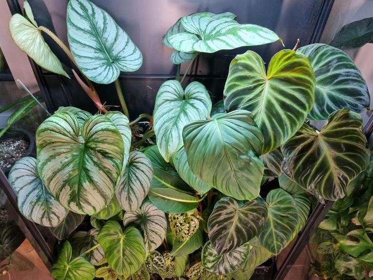 philodendron sodiroi stek, Huis en Inrichting, Kamerplanten, Minder dan 100 cm, Halfschaduw, Ophalen of Verzenden