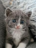 Two male and one female cat, 6 weeks old