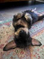 Gezocht! Ruwharige dwergteckel, Dieren en Toebehoren, Honden | Teckels en Dashonden, 8 tot 15 weken, Parvo, Eén hond, Ruwhaar