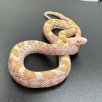 Rattenslang / korenslang 1.1 (Hypo) Saffron NK'23, Slang, 0 tot 2 jaar, Tam