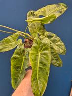 Philodendron Paraiso Verde p17 (2), Huis en Inrichting, Kamerplanten, Ophalen of Verzenden, Halfschaduw, Minder dan 100 cm