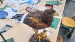Dode/Overleden dieren gezocht voor taxidermie, Ophalen