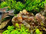 Roodsteen voor het aquarium, Dieren en Toebehoren, Vissen | Aquariumvissen, Vis