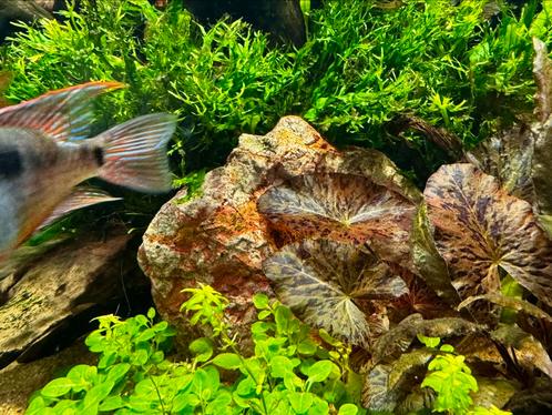 Roodsteen voor het aquarium, Dieren en Toebehoren, Vissen | Aquariumvissen, Vis