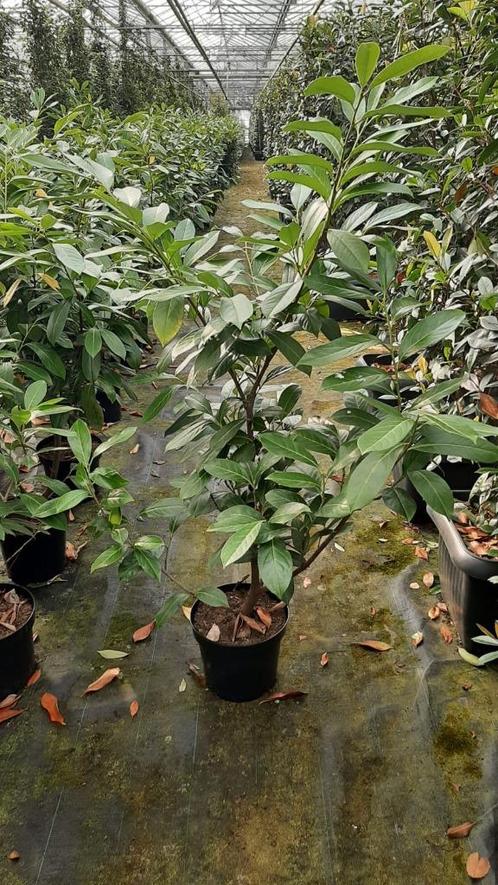 Aanbieding100 Stuks Snelgroeiende Laurierhaag franco, Tuin en Terras, Planten | Struiken en Hagen, Haag, Laurier, 100 tot 250 cm