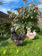 Twee Zijdehoenen, Dieren en Toebehoren, Vrouwelijk, Kip