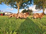 Bonte dekrammen, Dieren en Toebehoren, Schapen, Geiten en Varkens, Mannelijk, Schaap