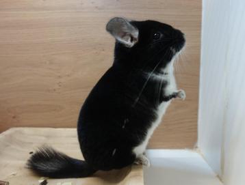 Chinchilla: Heel enthousiast Black Pearl vrouwtje (Legaal)  beschikbaar voor biedingen