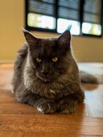 Dekkater Maine Coon, Dieren en Toebehoren, Katten en Kittens | Dekkaters, 0 tot 2 jaar