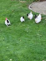 Chabo's witzwartstaart toom kippen, Dieren en Toebehoren, Pluimvee, Meerdere dieren, Kip