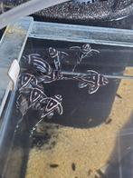 Potentiële kweekgroep l046 l46, Dieren en Toebehoren, Vissen | Aquariumvissen, Vis