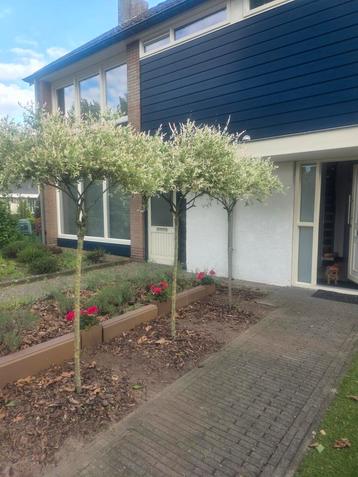 Salix Flamingo boom beschikbaar voor biedingen