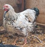 kippen te koop. Wyanotte kriel x orpington groot, Dieren en Toebehoren, Pluimvee, Meerdere dieren, Kip