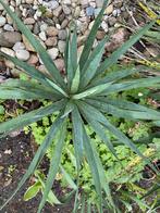 kleine en ietsje groter yucca's zo uit de tuin, Volle zon, Vaste plant, Zomer, Ophalen