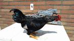 4  Barnevelder kriel hanen. Silver dubbelgezoomd, Mannelijk, Kip